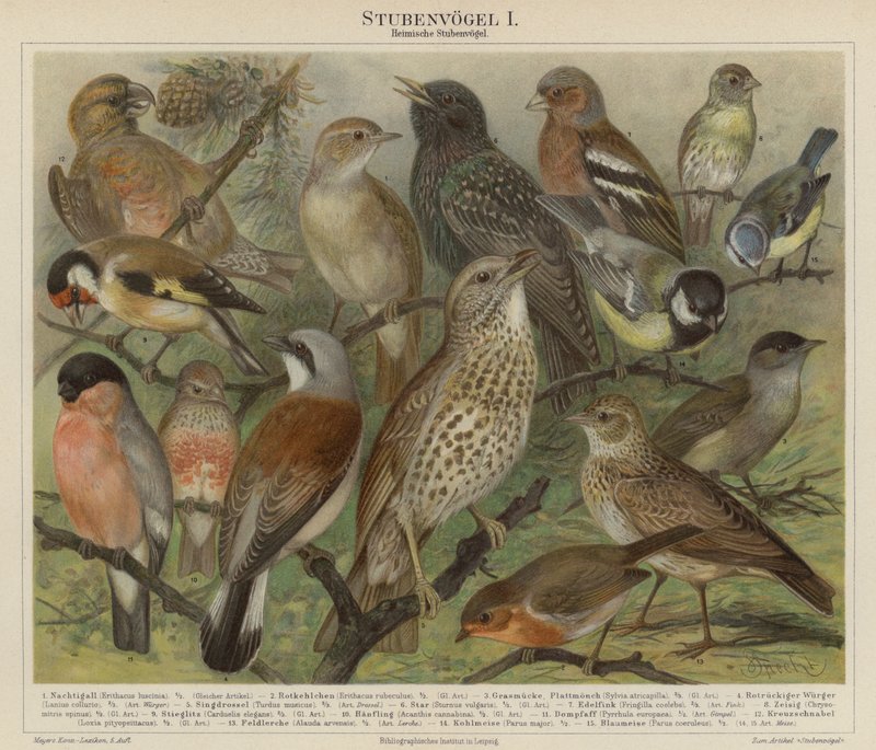 Pássaros (cor litho) de German School