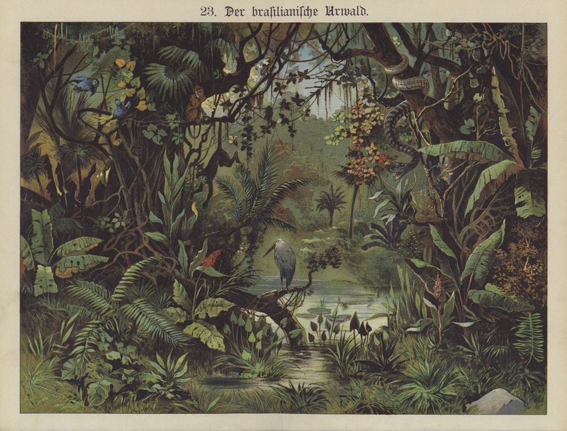 Floresta tropical brasileira (cor litho) de German School