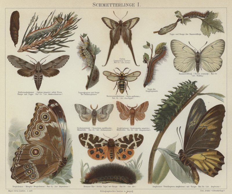 Borboletas e mariposas (cor litho) de German School