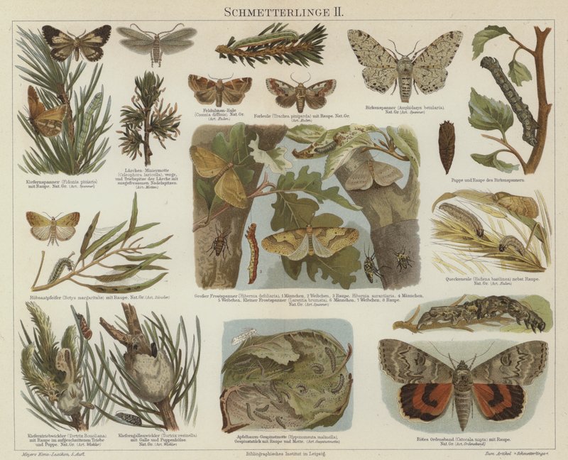 Borboletas e mariposas (cor litho) de German School