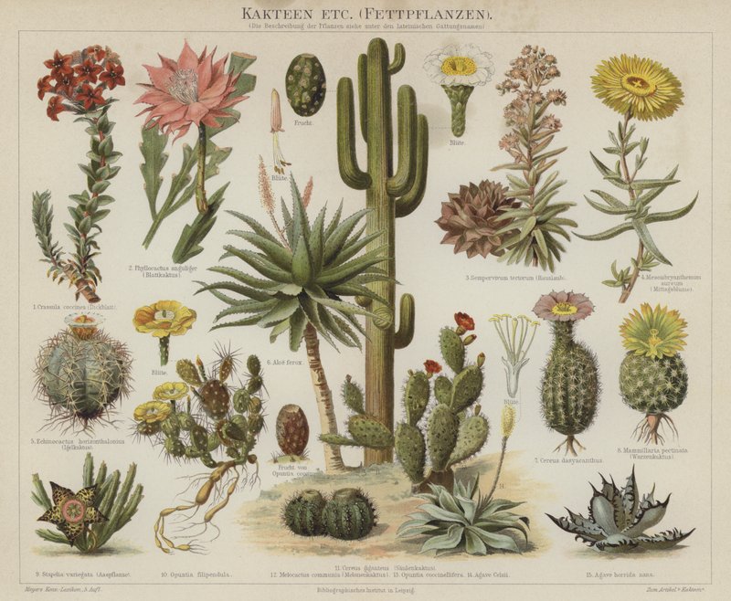 Cactos e suculentos (cor litho) de German School