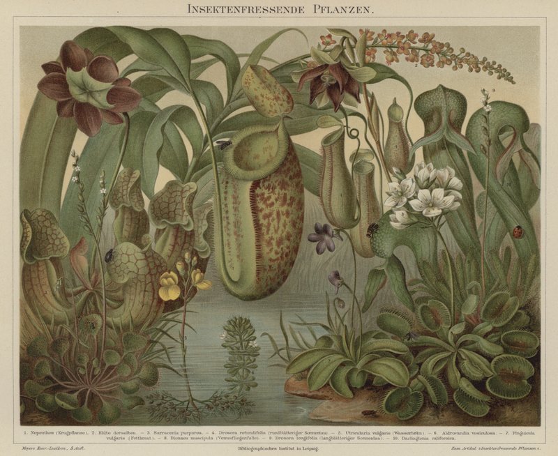 Plantas carnívoras de German School
