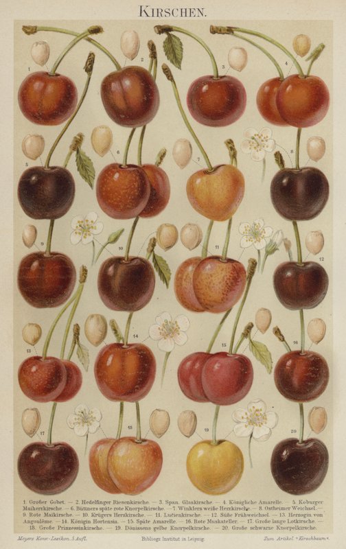 Cerejas de German School