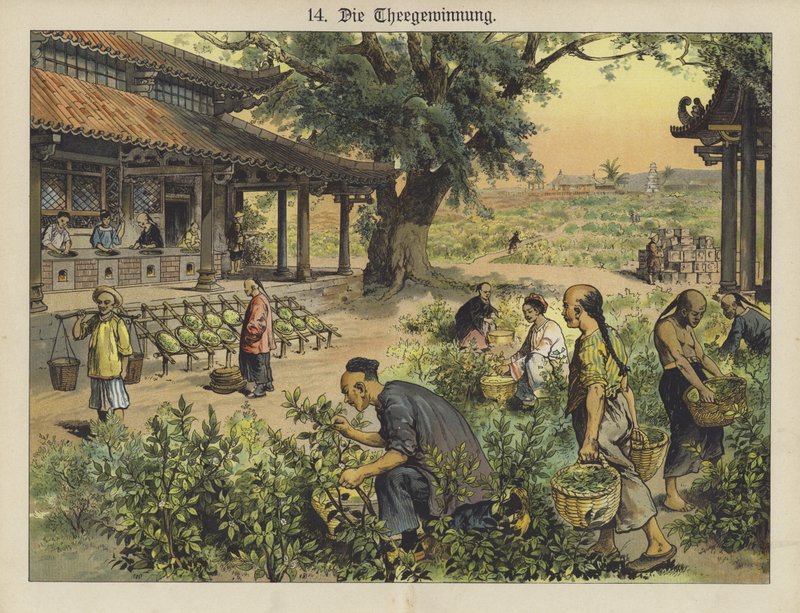 Plantação de chá chinês (cor litho) de German School