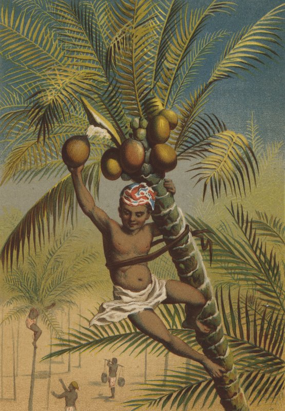 Coqueiros de German School