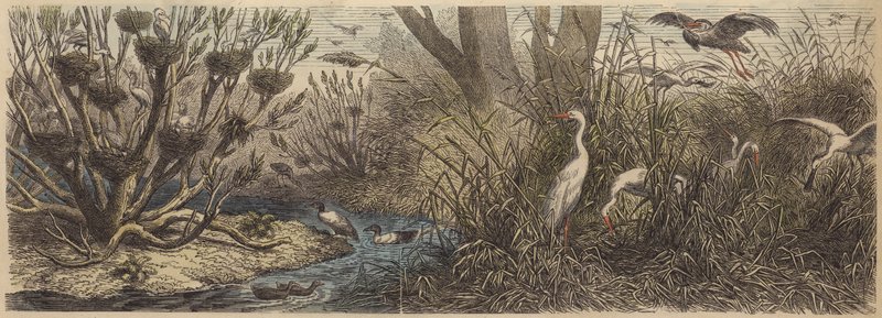 Colônia de aves aquáticas no rio Tisza na Hungria de German School