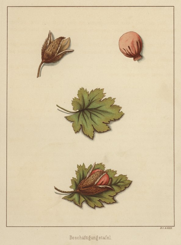 Artesanato (cor litho) de German School
