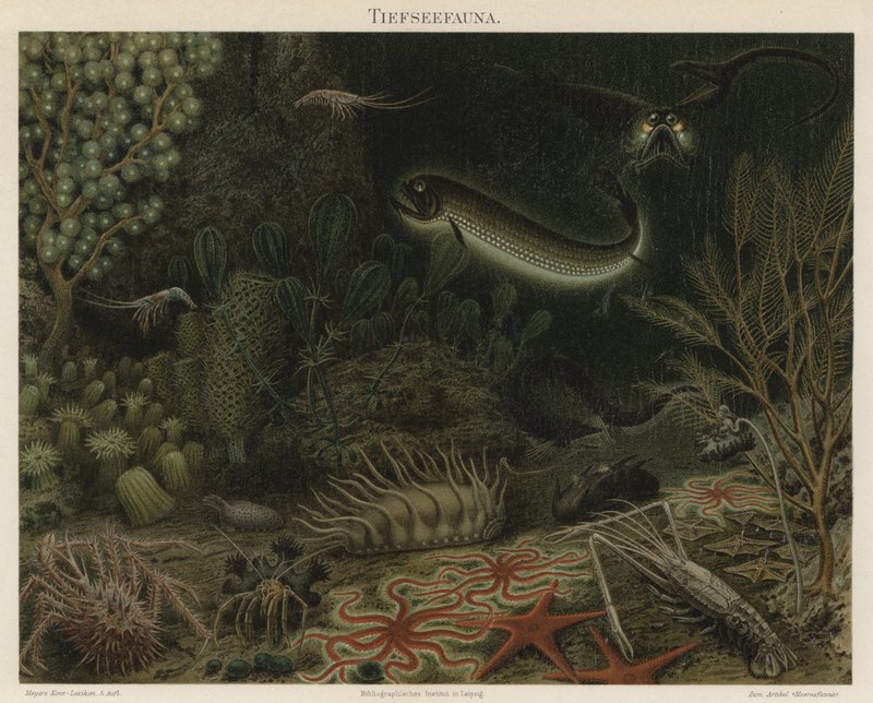 Fauna das profundezas do mar (cor litho) de German School