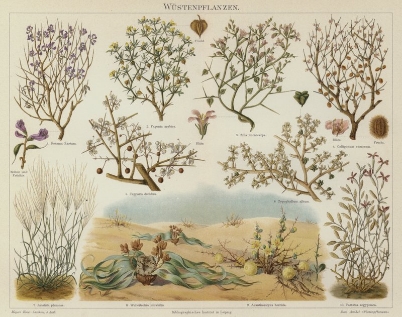 Plantas do deserto (cor litho) de German School