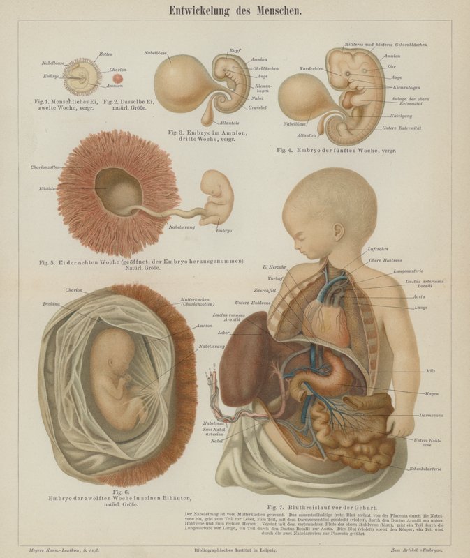 Desenvolvimento de um feto humano (cor litho) de German School