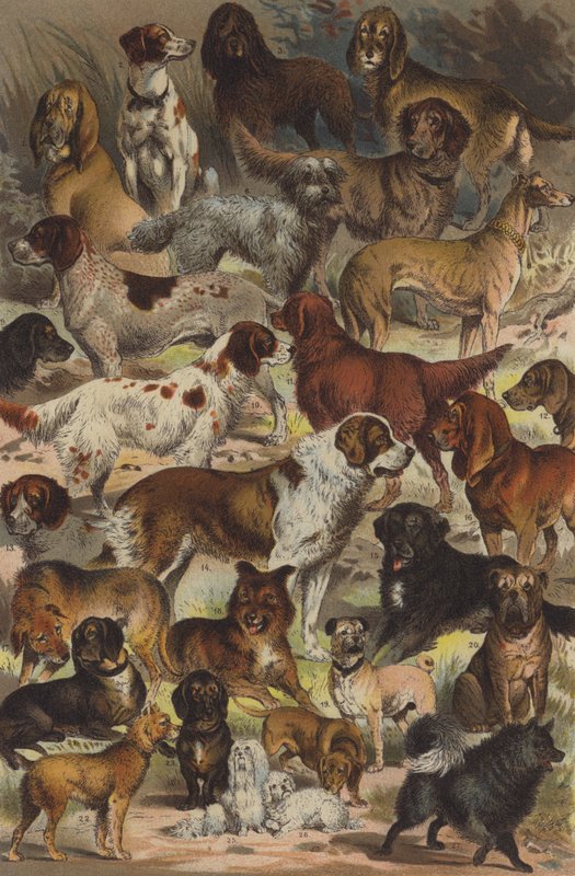 Raças de cães de German School
