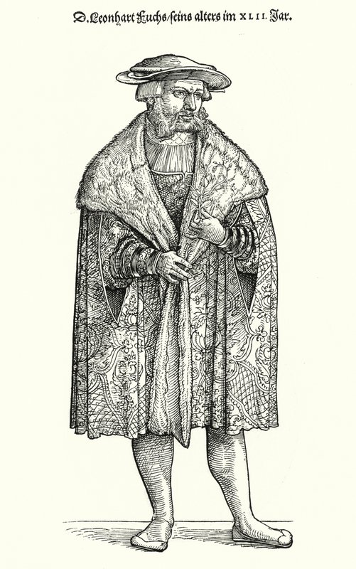 Dr. Leonhart Fuchs, médico alemão, botânico e professor na Universidade de Tubingen (gravura) de German School