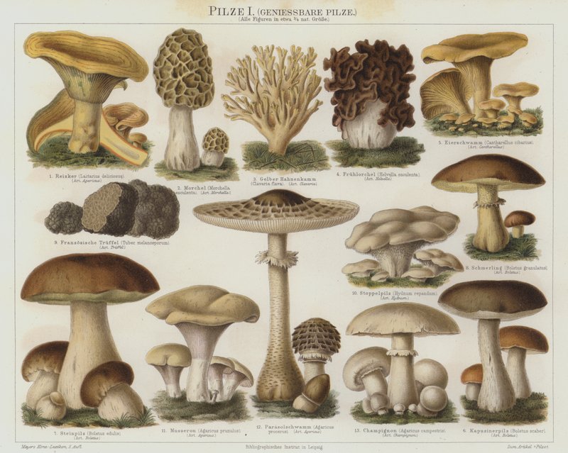 Fungos comestíveis (cor litho) de German School