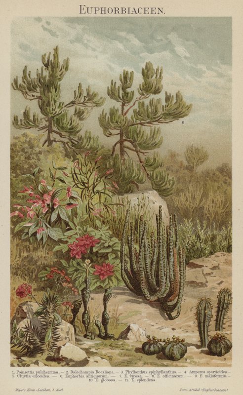 Eufórbias (cor litho) de German School