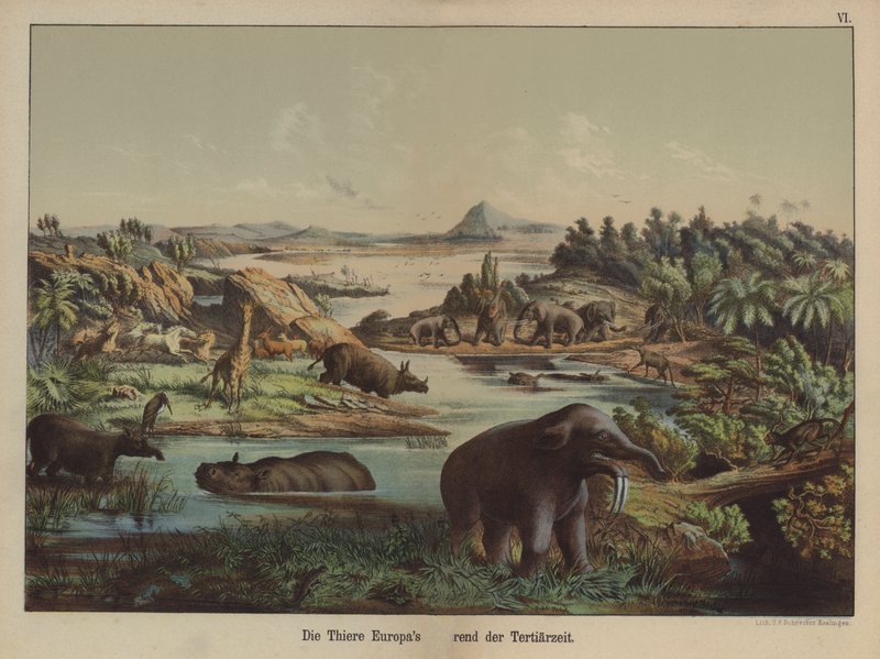 Animais europeus do período terciário (cor litho) de German School
