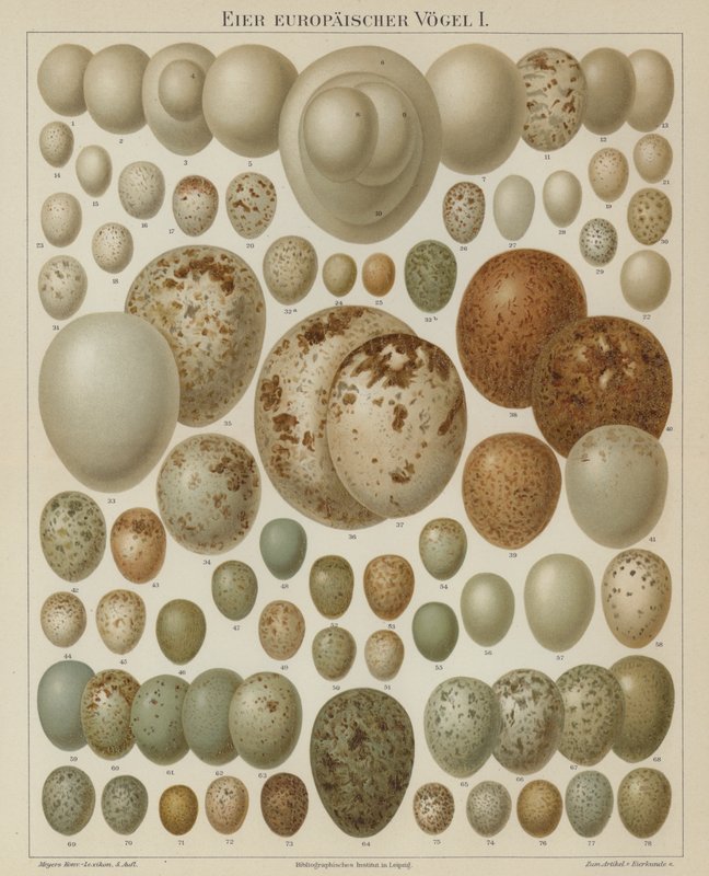 Ovos de aves europeias (cor litho) de German School