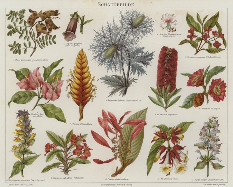 Flores (cor litho) de German School