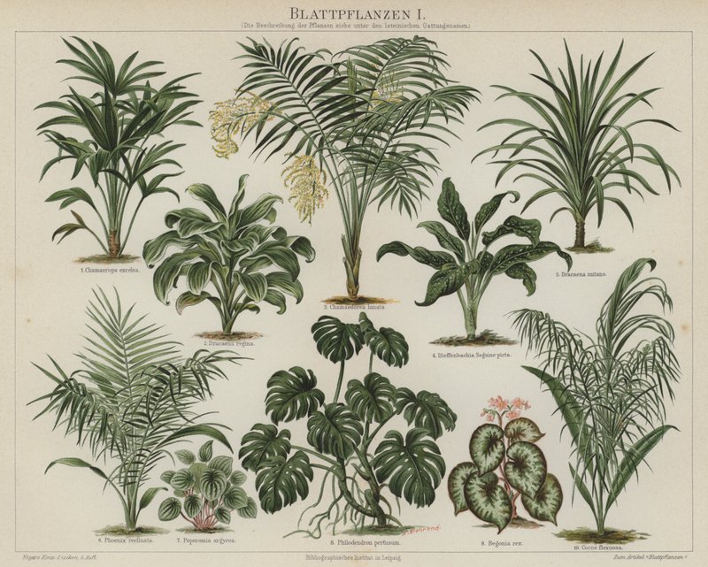 Plantas de folhagem (cor litho) de German School