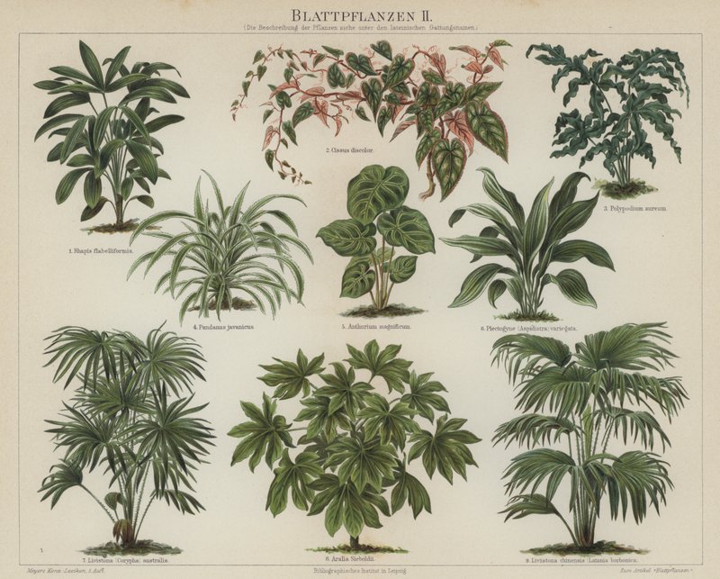 Plantas de folhagem (cor litho) de German School