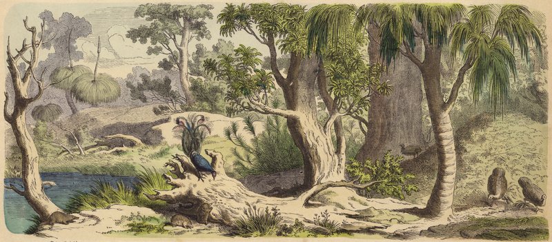 Forest in New Holland (Austrália) (gravura colorida) de German School