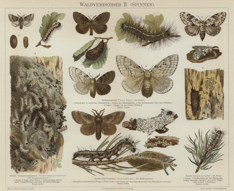 Pragas florestais: mariposas (cor litho) de German School