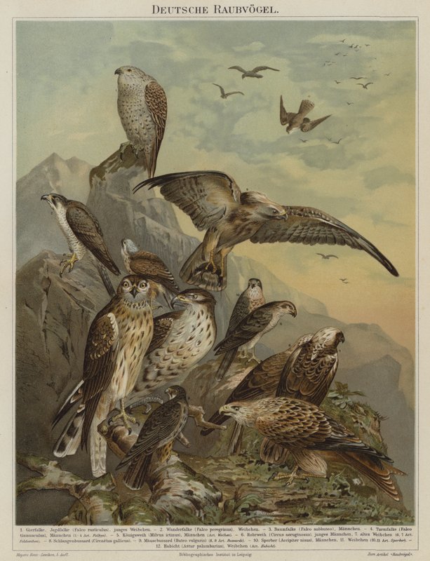 Aves de rapina alemãs (cor litho) de German School
