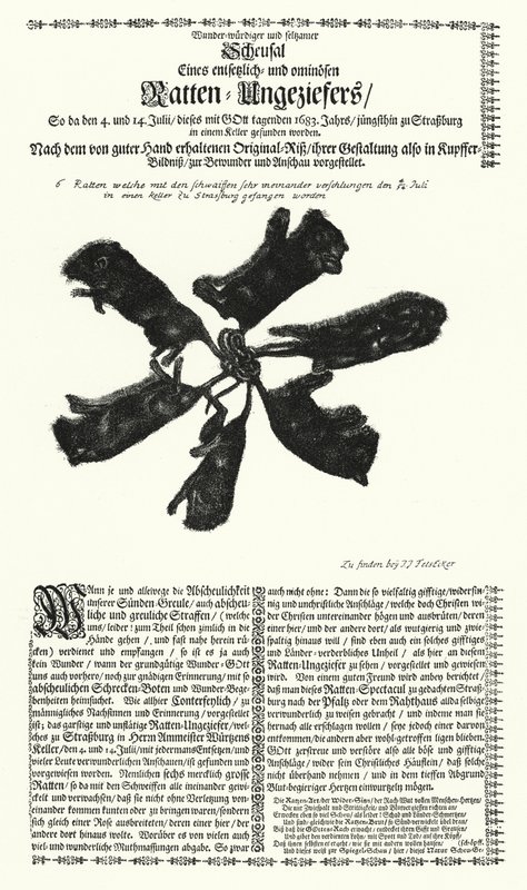 Ratos gigantes apanhados em Estrasburgo em 1683 (gravura) de German School