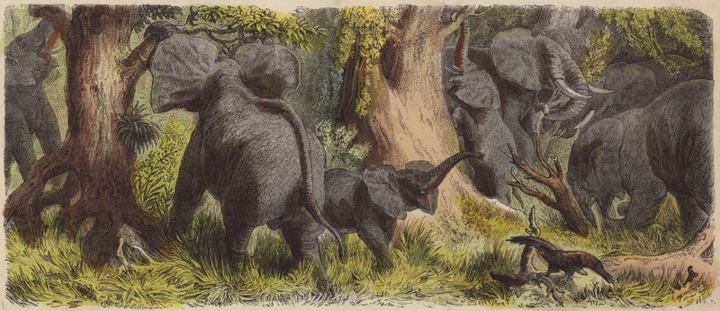 Manada de elefantes numa selva africana (gravura colorida) de German School