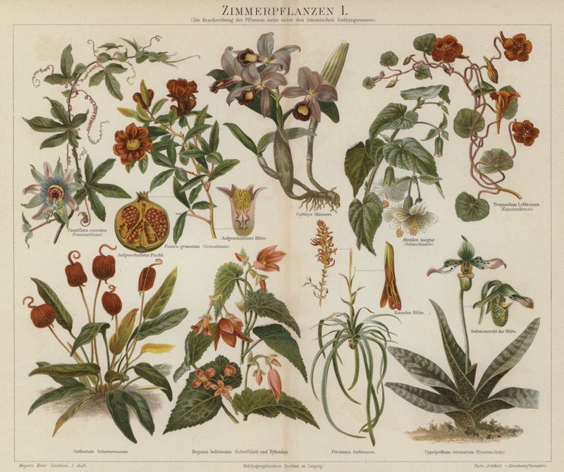 Plantas de casa (cor litho) de German School