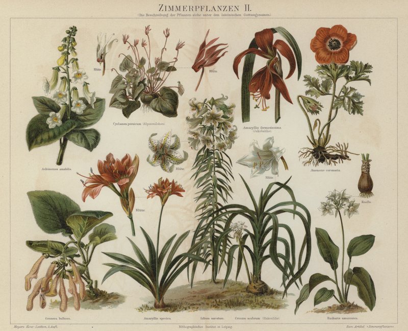 Plantas de casa (cor litho) de German School
