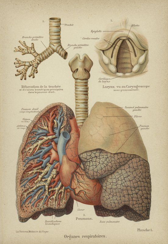 Órgãos respiratórios humanos de German School