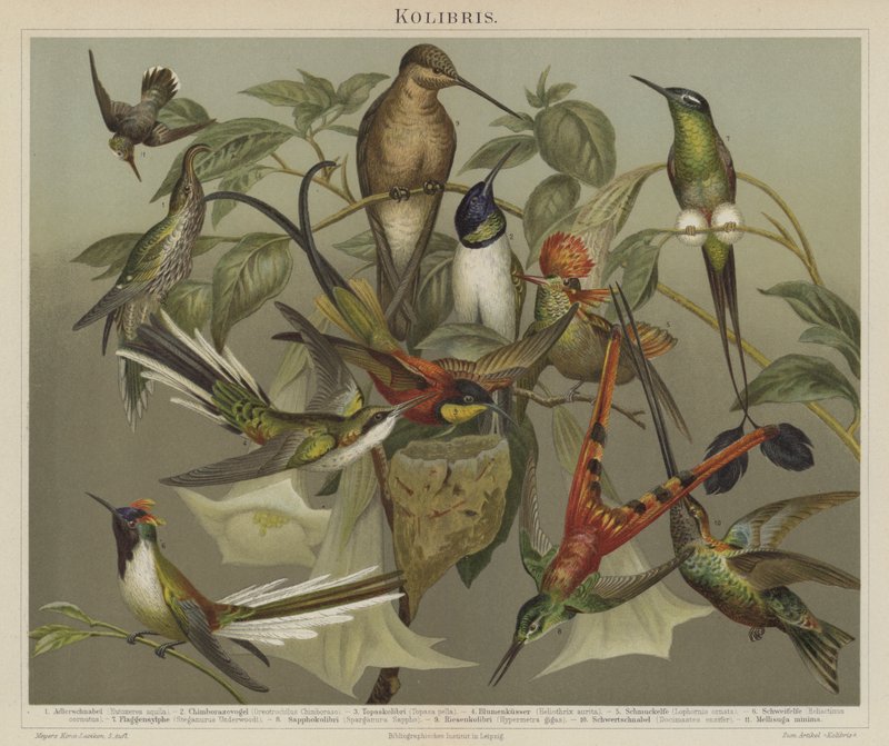 Beija-flores (cor litho) de German School