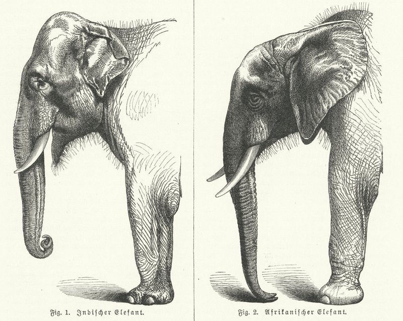Elefantes indianos e africanos (gravura) de German School