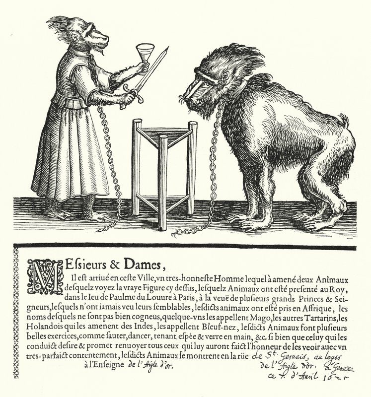Convite para uma exposição de macacos e macacos (gravura) de German School