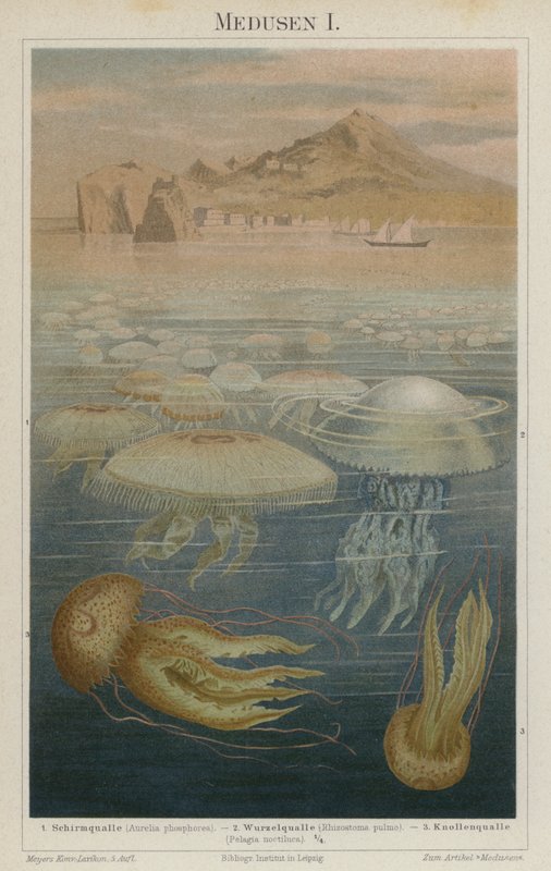 Medusa de German School