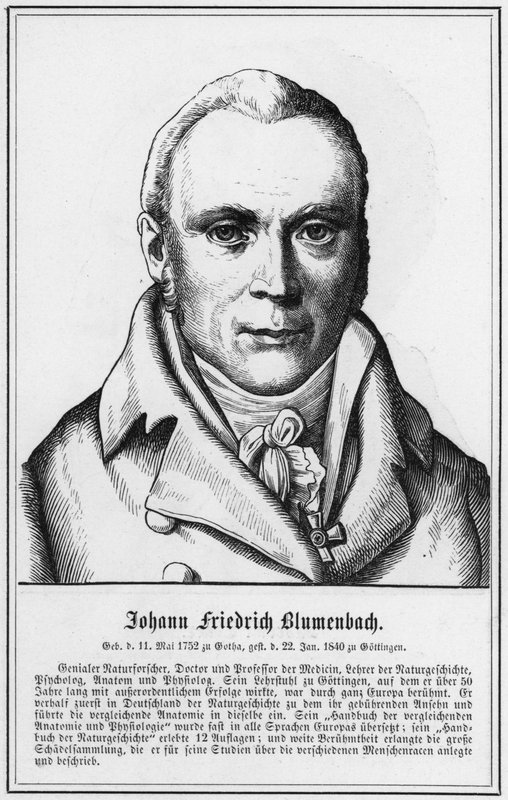 Johann Friedrich Blumenbach (gravura) de German School