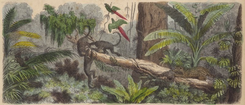 Jungle in Brazil (gravura colorida) de German School