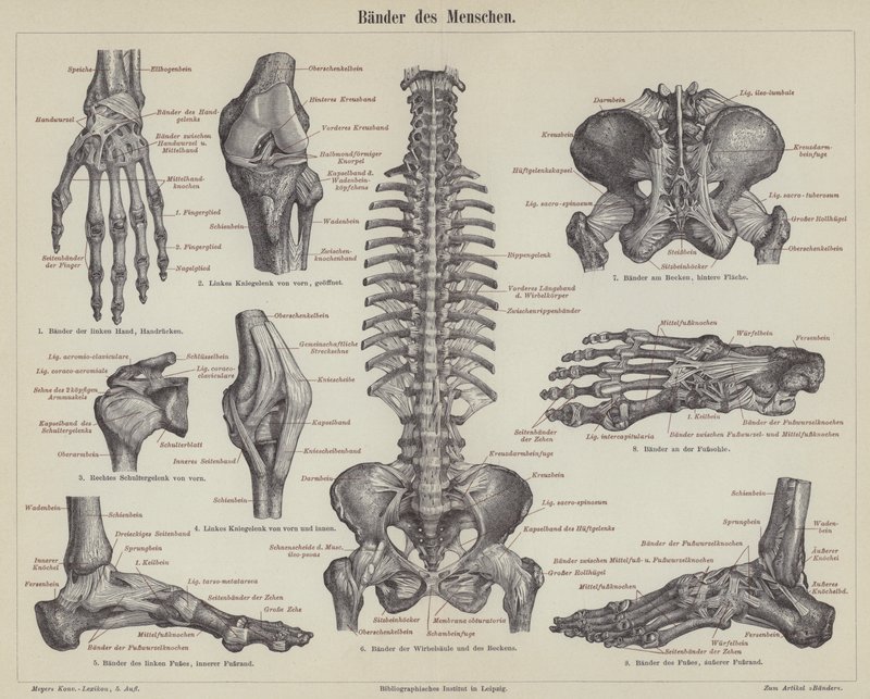 Ligamentos do corpo humano (gravura) de German School