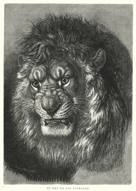 Leão: rei dos animais (litho) de German School