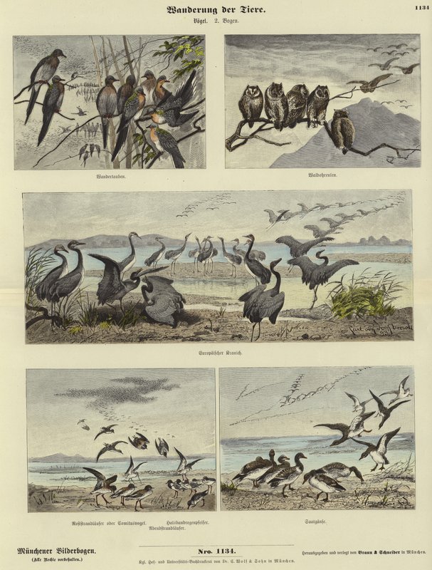 Migração de Animais de German School