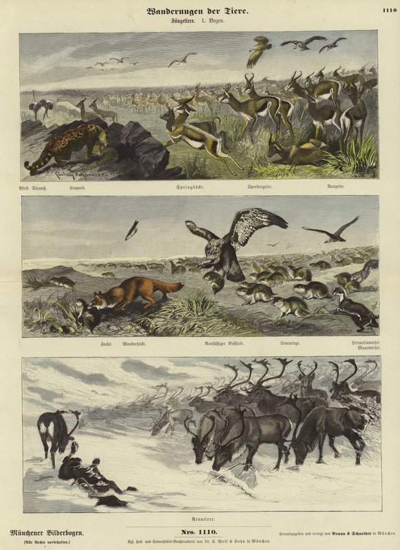 Migrações de animais de German School
