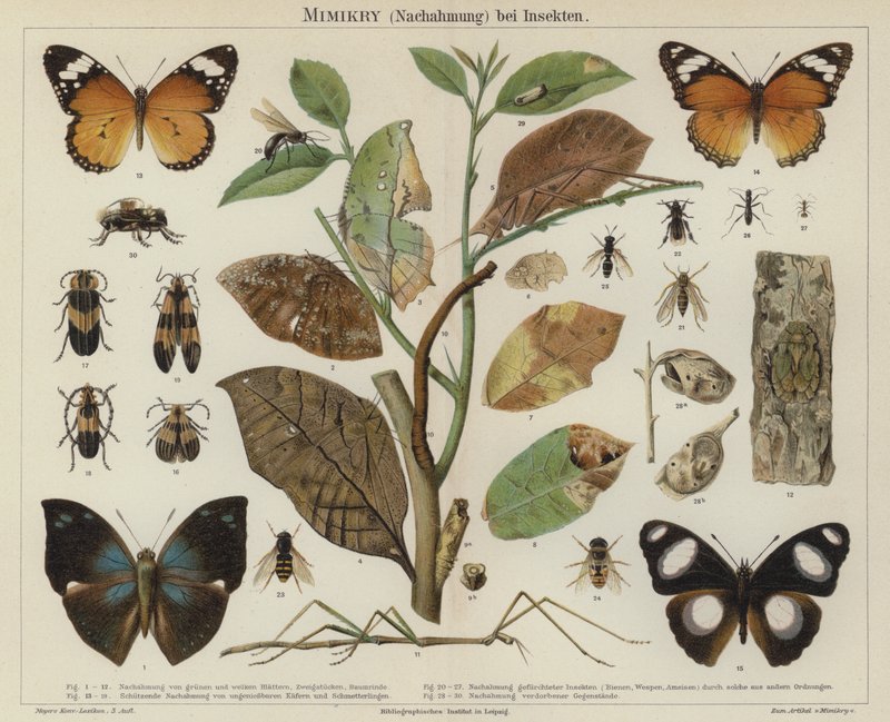 Mimicry em insectos (cor litho) de German School