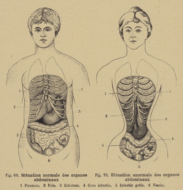 Situação normal dos órgãos internos do abdome em homens e mulheres de German School