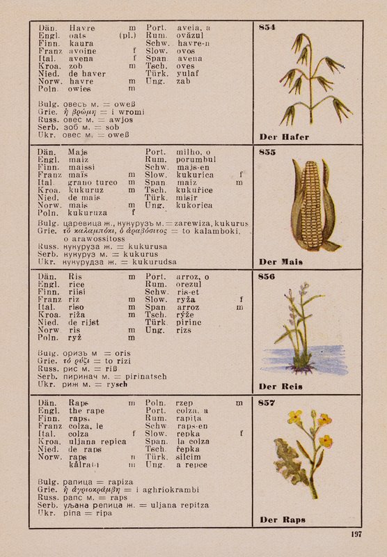 Aveia, milho, arroz, a colza (litografia a cores) de German School