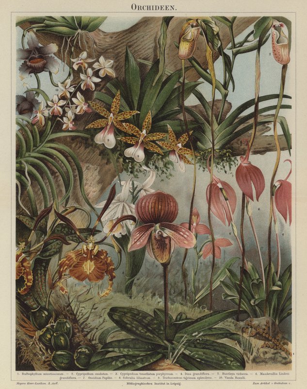 Orquídeas (cor litho) de German School