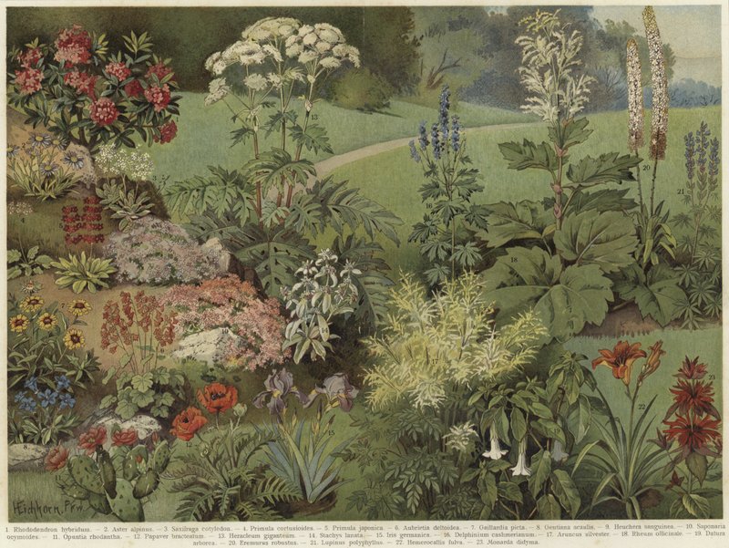 Plantas ornamentais de German School