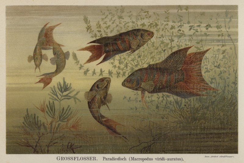 Peixe do paraíso de German School