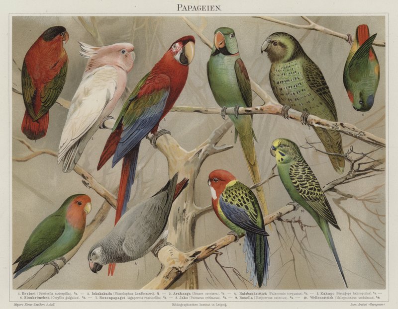 Papagaios (cor litho) de German School