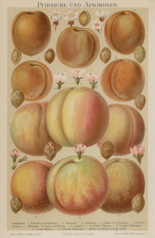 Pêssegos e damascos de German School