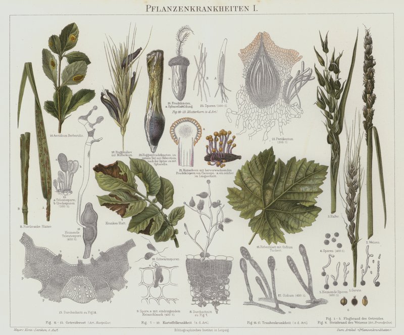 Doenças das plantas (cor litho) de German School